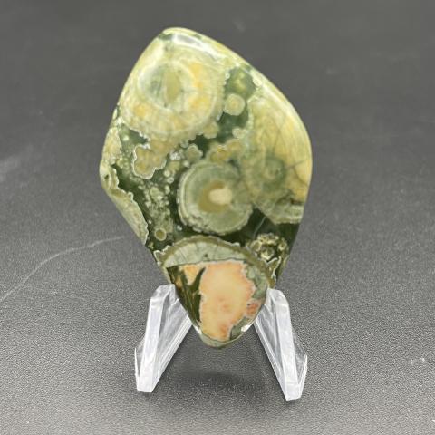Orbicular Rain-forest Jasper Kite