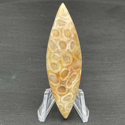 Petrified Coral Fancy