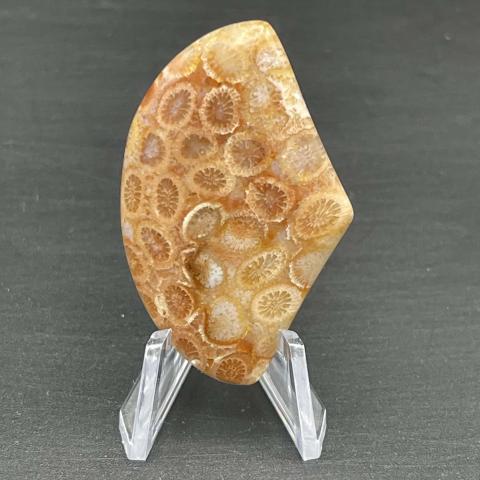 Agatized Coral Fancy