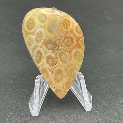 Agatized Coral Pear