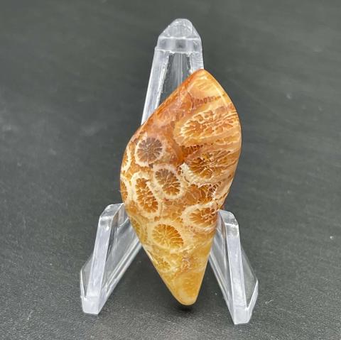 Agatized or Petrified Coral Fancy