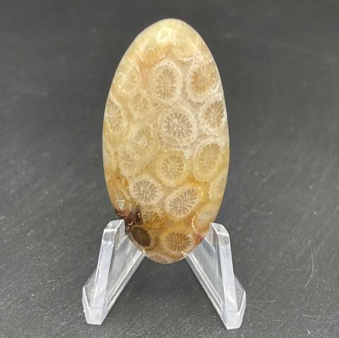 Agatized or Petrified Coral Oval